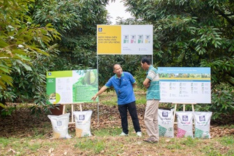 Nhà nông gặt hái thành quả vụ sầu riêng bền vững qua mô hình hợp tác ba bên