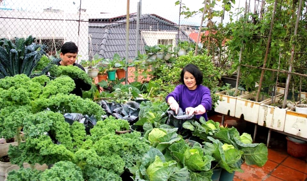 Làm vườn tranh thủ, mẹ đảm Bắc Giang vẫn có đủ rau trái trên nóc nhà - 1 Làm vườn tranh thủ, mẹ đảm Bắc Giang vẫn có đủ rau trái trên nóc nhà - 1