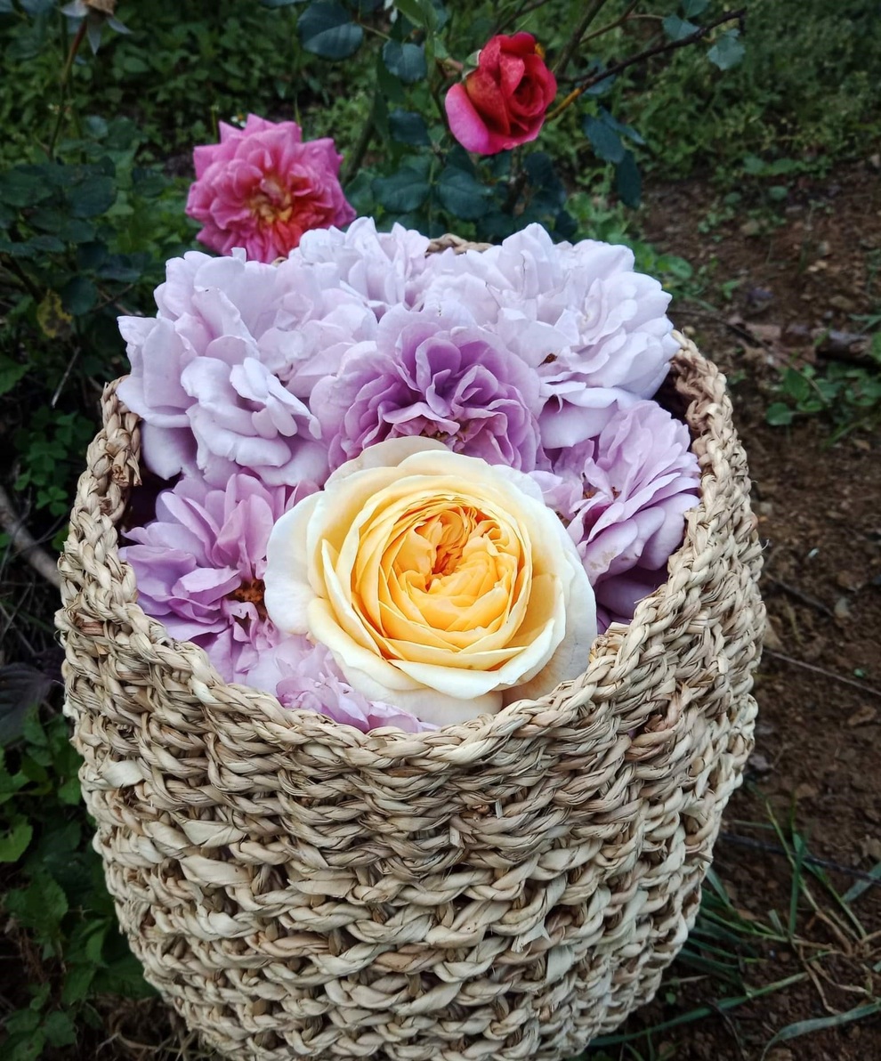 Từ cánh hoa hồng, cô gái Quảng Trị khởi nghiệp thành công nơi đất khách - 6 Từ cánh hoa hồng, cô gái Quảng Trị khởi nghiệp thành công nơi đất khách - 6