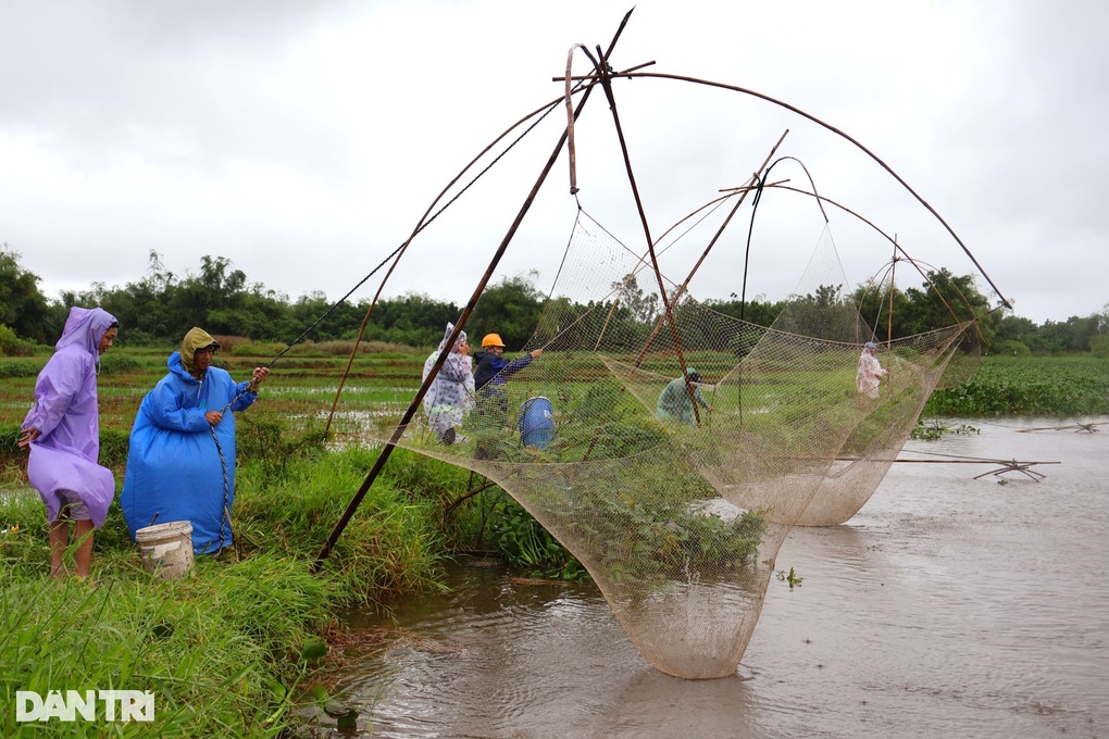 Mưa lớn, người dân đổ xô giăng lưới kiếm “lộc trời”