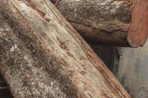 Giải mã "bí mật" tại sao cây gỗ sưa "đắt hơn vàng"