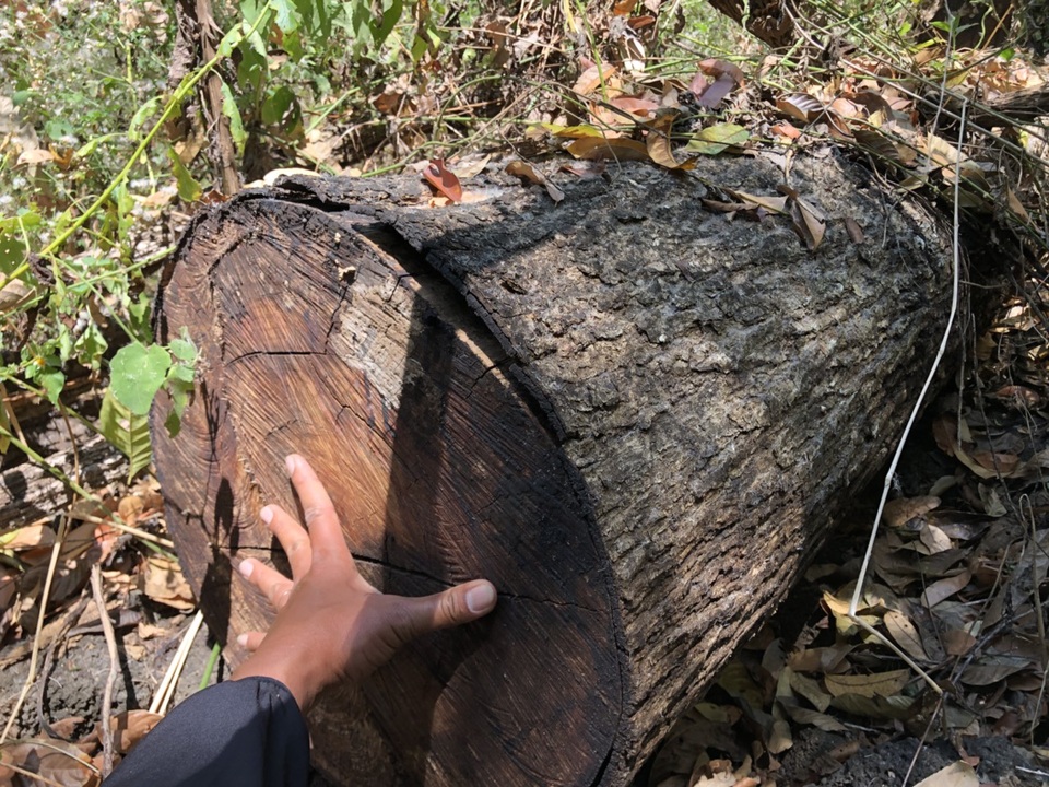 Gỗ quý bị đốn hạ la liệt, cán bộ nói chỉ có 1 cây (!?) - 2 Gỗ quý bị đốn hạ la liệt, cán bộ nói chỉ có 1 cây (!?) - 2