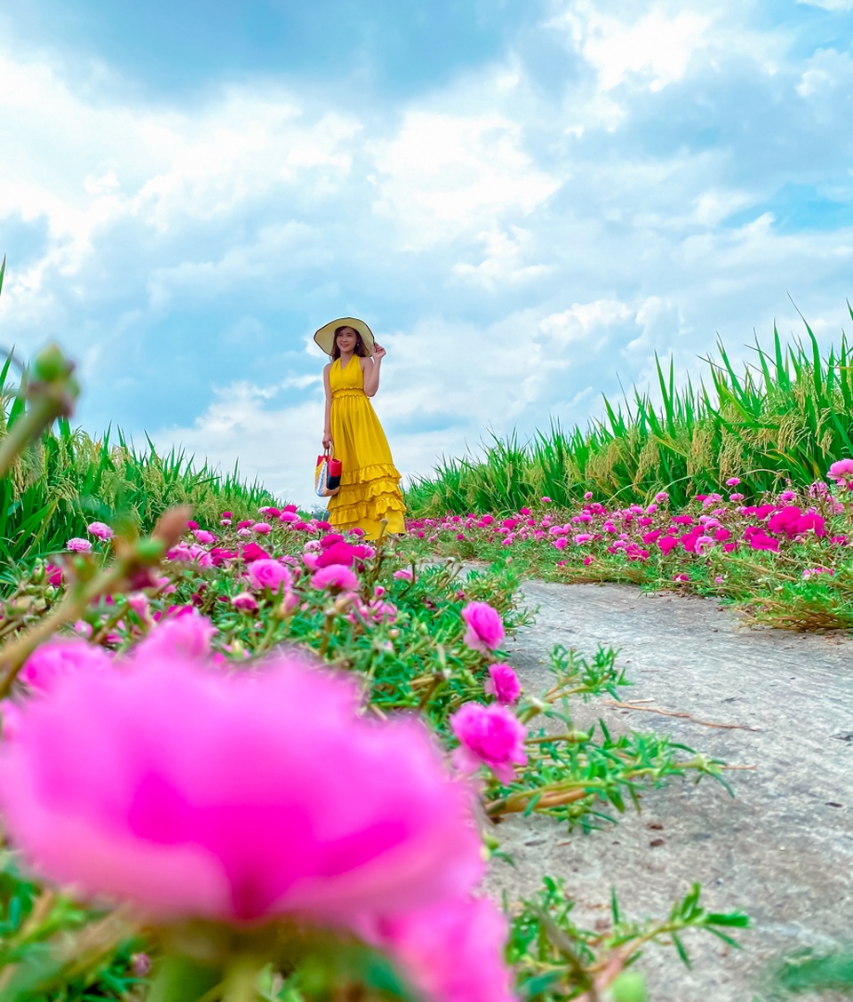 Hướng dẫn tới đường hoa mười giờ đẹp nhất Gò Công - 5 Hướng dẫn tới đường hoa mười giờ đẹp nhất Gò Công - 5
