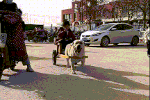 Chú chó "tài xế" gây sốt khi đón bé gái đi học về mỗi ngày