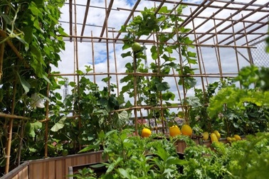 Những vườn trái cây sai trĩu trên sân thượng, gia chủ thu hoạch "mỏi tay"