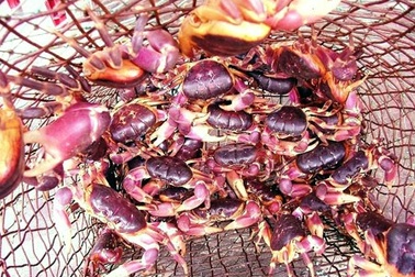 Đến đảo Cù lao thưởng thức "đặc sản" cua đá