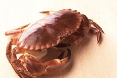 Trị bệnh bằng cua bể 