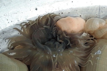 Săn lùng “thần dược đàn ông” ở vùng biển Diễn Châu