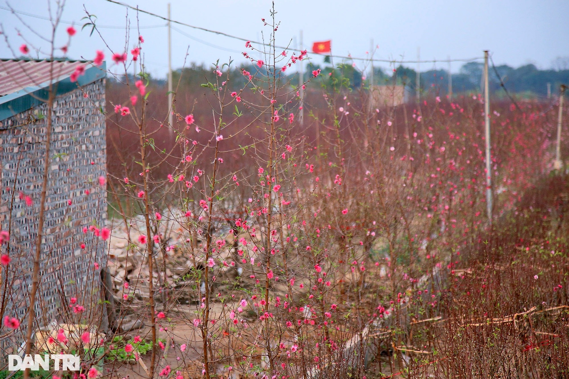 Nhật Tân rực sắc hoa đào đón Tết Nhâm Dần - 7