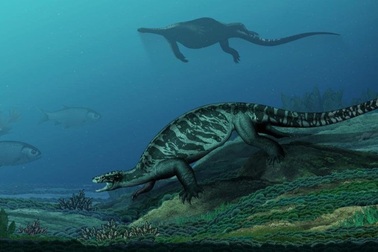 Các nhà khảo cổ phát hiện bộ xương tổ tiên của loài rùa