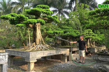 Chiêm ngưỡng cây sanh dáng cột cờ Hà Nội giá gần 2 tỷ đồng