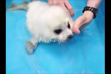 Hình ảnh hải cẩu con tập bơi trong vườn thú "đốn tim" dân mạng