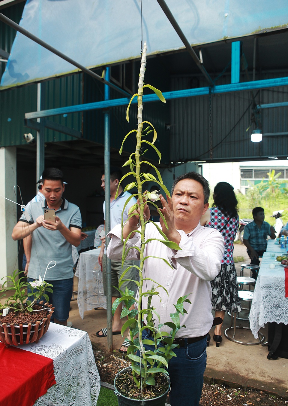 Chiêm ngưỡng những giỏ hoa lan đột biến hiếm có giá hàng trăm triệu - 12 Chiêm ngưỡng những giỏ hoa lan đột biến hiếm có giá hàng trăm triệu - 12