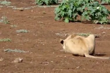 Giăng bẫy hoàn hảo nhưng sư tử vẫn bị ngựa vằn “vượt mặt”