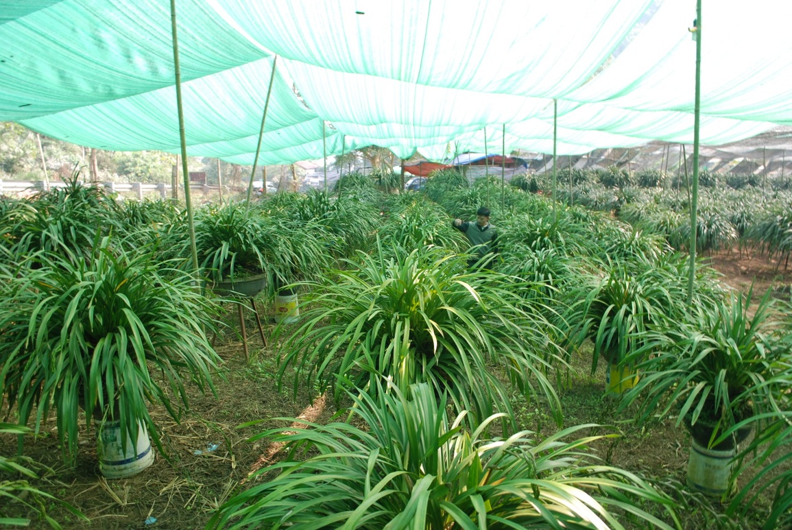 Sơ tán hàng nghìn chậu hoa quý ở Sa Pa xuống núi tránh rét hại - 6 Sơ tán hàng nghìn chậu hoa quý ở Sa Pa xuống núi tránh rét hại - 6