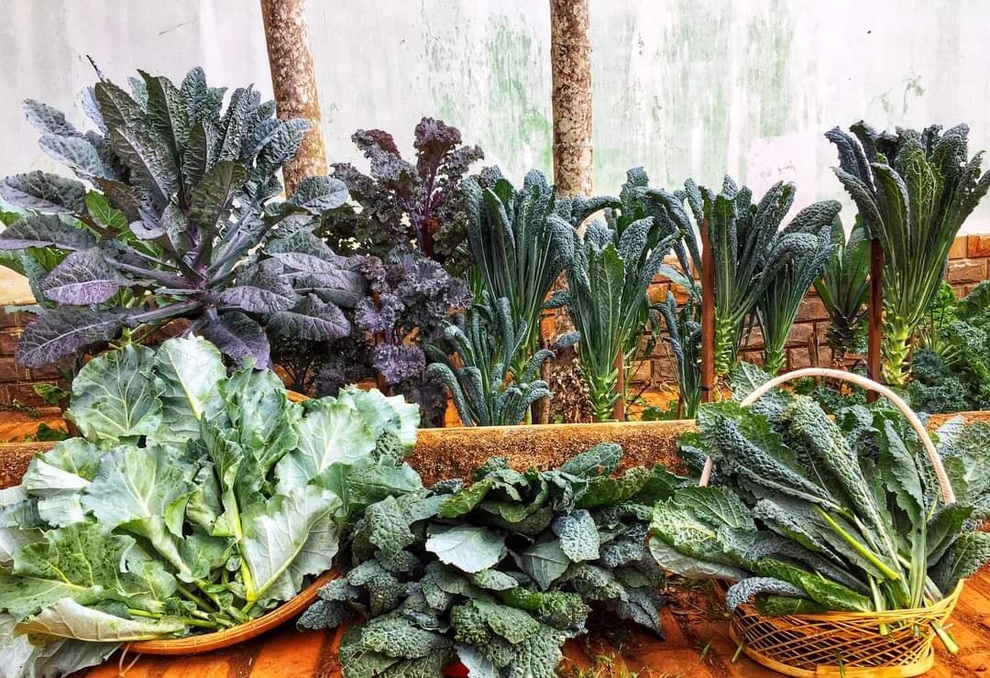 Bí quyết chăm cải kale dino trồng một lần ăn cả năm của mẹ đảm Đắk Lắk - 2 Bí quyết chăm cải kale dino trồng một lần ăn cả năm của mẹ đảm Đắk Lắk - 2