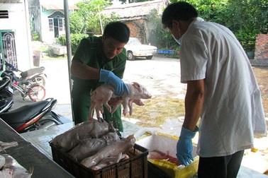 Rùng mình cảnh phế phẩm gia súc “suýt” thành món ăn đặc sản