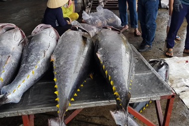 Ngư dân Nha Trang vui sướng sau Tết nhờ trúng "lộc biển"