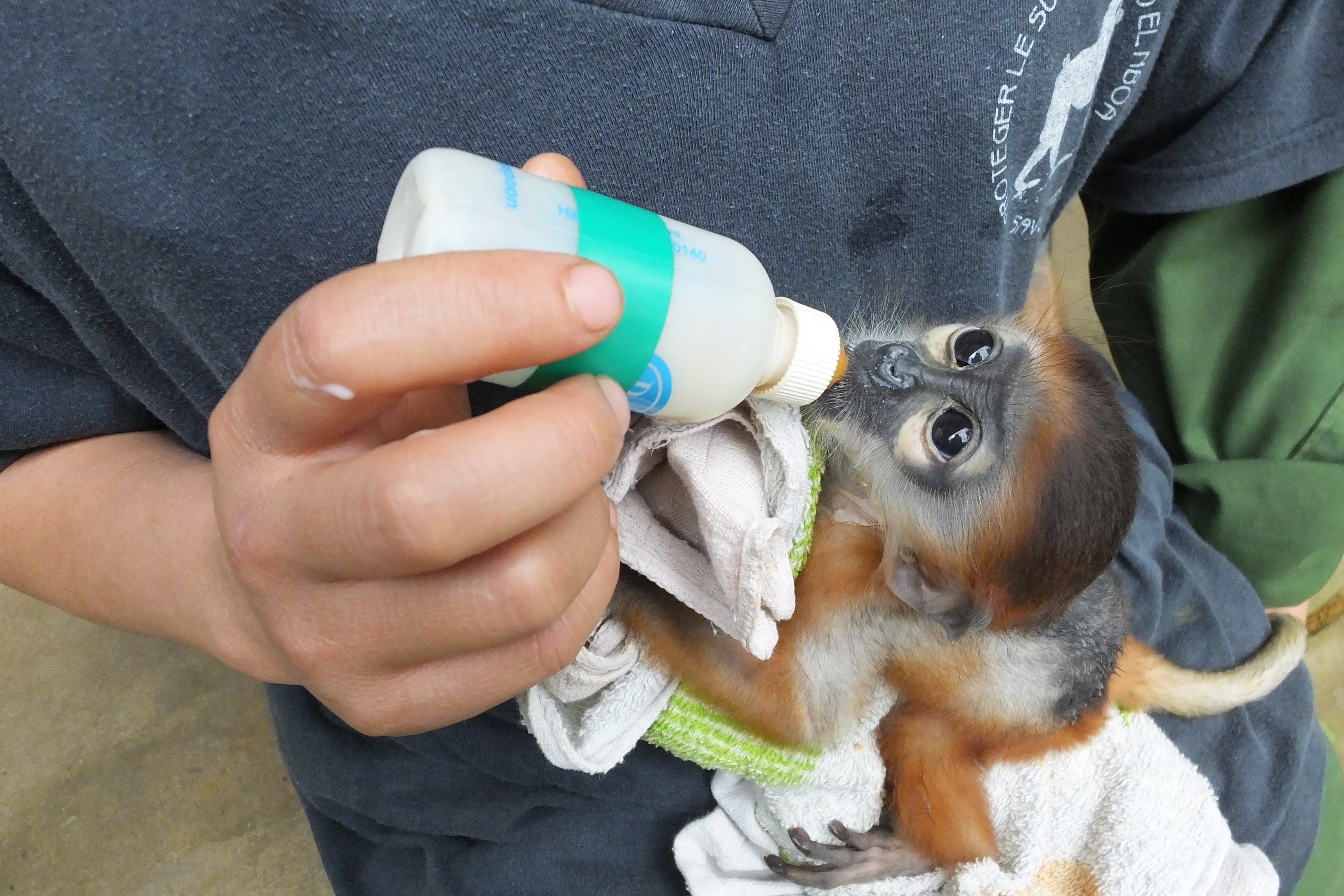 Ratu Primat di pusat menyelamat terbesar di Vietnam - 9 Nữ hoàng linh trưởng trong trung tâm cứu hộ lớn nhất Việt Nam - 9