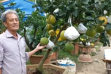 Lão nông Hà Nội bên vườn ngũ quả bon sai được đồn cho thu nhập 2 tỷ/năm
