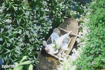 Chị em Hà thành "chịu chơi", chi tiền triệu "săn ảnh" hoa loa kèn