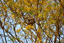 Hoa lim xẹt nở vàng rực "níu" chân du khách trên bán đảo Sơn Trà