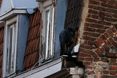 Giật mình báo đen dạo bước trên mái nhà ở Pháp