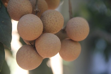 Nhãn Tổ 120 năm quả to, ngọt sắc 50.000 đồng/kg