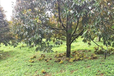 Mưa to gió lớn, người trồng “cây tỷ đô” đứng ngồi không yên