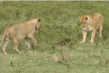 Ấn tượng với cảnh cầy mangut dũng cảm đối mặt với bầy... sư tử