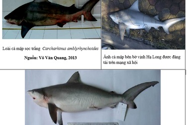 Cá lạ ở Vịnh Hạ Long thuộc họ cá mập không gây hại cho người