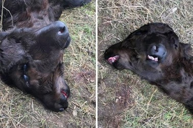 Bê con 2 đầu ra đời trong nông trại ở Mỹ