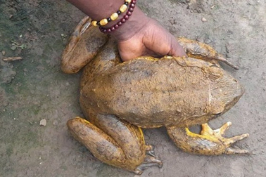 Loài ếch to bằng con mèo bị khách "săn đón", đứng trước nguy cơ tuyệt chủng