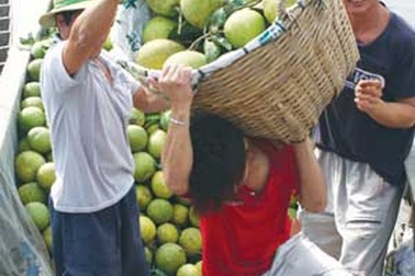 Trái cây Tết miền Tây sốt giá