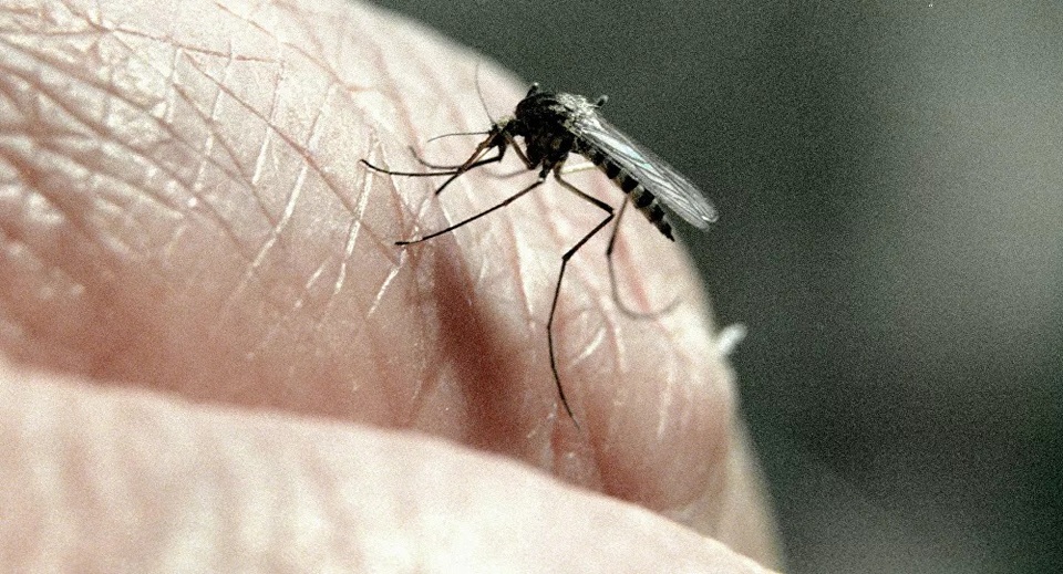 Muỗi có làm trầm trọng thêm sự lây lan của coronavirus? - 1 Muỗi có làm trầm trọng thêm sự lây lan của coronavirus? - 1