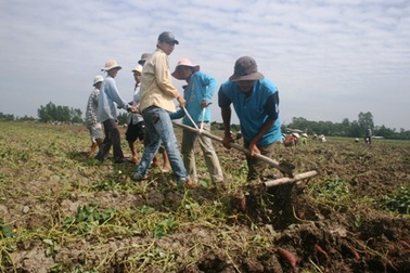 Xót xa: Khoai lang rớt giá thảm, đổ đống đầy đồng
