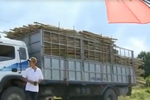 Xe chở gỗ cũng phải đóng... phí khử trùng!