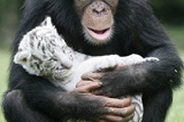 Ảnh ngộ nghĩnh về động vật