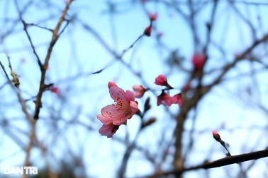 Hoa đào bung nở sớm ở "tiểu Sa Pa" trên dãy Trường Sơn