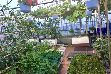 Mãn nhãn vườn rau xanh, cây trái trĩu trịt trên sân thượng nhà 5 tầng