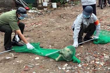 Quận Ba Đình lập đội phản ứng nhanh bắt chó thả rông