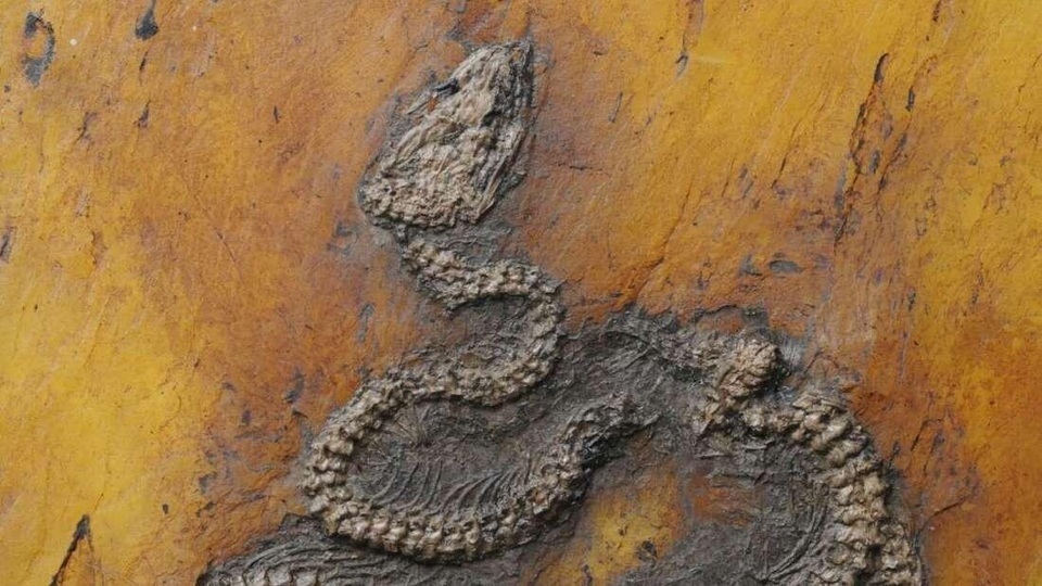 Phát hiện hóa thạch trăn cổ nhất thế giới ở châu Âu - 1