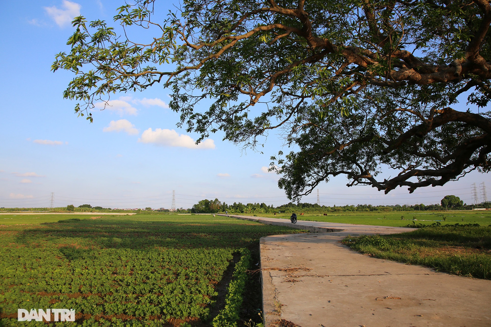 Cây muỗm 600 năm tuổi có nguy cơ chết khô vì bị quây bê tông quanh gốc - 11