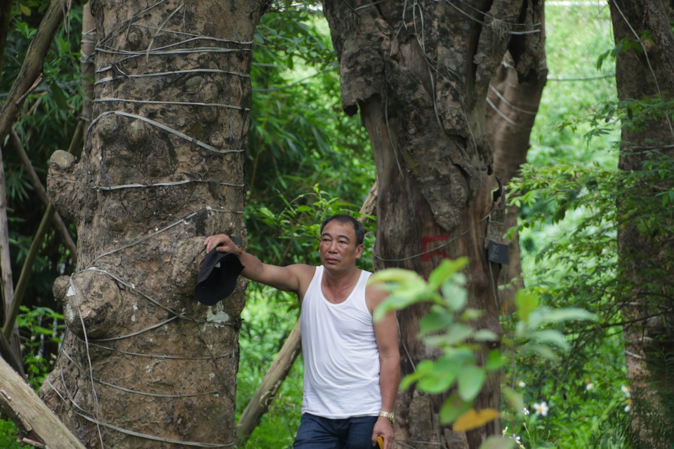 Cảnh chết mòn của hàng cây cổ thụ bị di dời để thi công metro Nhổn - Ga Hà - 6 Cảnh chết mòn của hàng cây cổ thụ bị di dời để thi công metro Nhổn - Ga Hà - 6