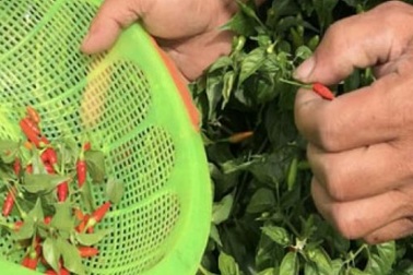 Ngắm "vườn" ớt đặc sản 400.000 đồng/kg, dân không có đủ để bán