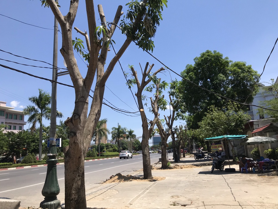 Hàng cây xanh bị cắt cụt ngọn trong những ngày nắng nóng đỉnh điểm - 5 Hàng cây xanh bị cắt cụt ngọn trong những ngày nắng nóng đỉnh điểm - 5