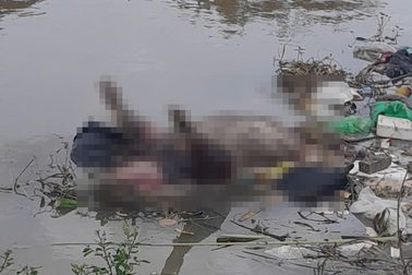 Xác lợn trôi lềnh bềnh dưới mương nước, dân lo dịch bùng phát