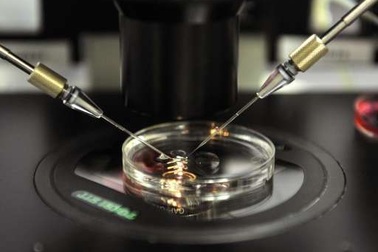 Tạo ra tinh trùng người từ tế bào da