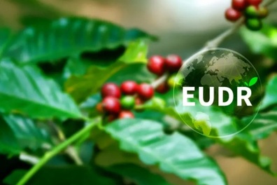 EUDR trước giờ G: Doanh nghiệp xuất khẩu sang châu Âu cần biết gì?