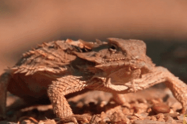 Độc chiêu bắn máu từ mắt hạ gục kẻ thù của thằn lằn gai